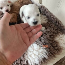 ALL SOLD /Maltipoo/Female/Sex: Mixed Litter,Hello and welcome here we have 1 boy left full white  weeks old ready in 3 weeks time 26th of July there mom is a minuture poodle my own pet and there dad is a KC registered Maltese my own pet also both can be seen on viewing pups will have 1st Injection flea and worm in a few weeks they will have a very fluffy coat also I will update pictures as and when there coat comes any questions please don't hesitate to get InTouch 
