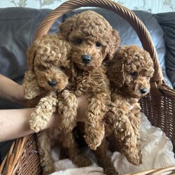 Adopt a dog:KC Reg PureBred Toy Poodle Pups/Toy Poodle/Female/Sex: Female,We are delighted to announce our lovely Bella has given birth to 3 stunning little Toy poodle Pups born on 15th May! They are ready to leave on 10th July