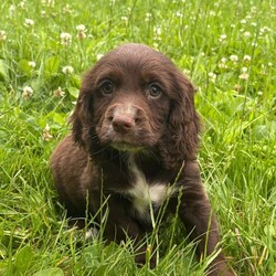 Adopt a dog:Cocker spaniel puppies/Cocker Spaniel/Female/Sex: Female,I have 4 amazing little puppies left from an amazing litter of 8 mum has been been an absolute super star our puppies are bred for their temperament mum and dad are the gentlest most loving of dogs dad is fully health tested our puppies have been very well socialised with children other dogs  and cats they are now fully vaccinated vet checked microchipped flead and wormed to date  and ready to leave our house for yours viewing is at your convenience and can be arranged at short notice any questions you may have please contact u