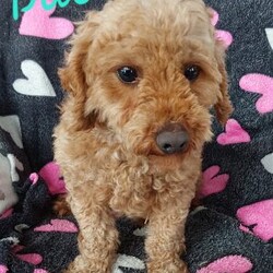 Bentley/Cavapoo									Puppy/Male	/7 Weeks,Meet sweet lil Bentley!! Family raised with lots of love well socialized with children and adults caring heart who will always be there comforting you with lots of love!! We have 3 children so our fur-babies get lots of attention! To schedule a visit contact Susan, im a at home mom so im pretty available! You would get along vet certificate, microchip numbers, health records, warranty that’s good for up to 1 year and a lil baggy food! 