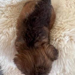 Adopt a dog:Cockapoo puppies for sale one boy left !/Cockapoo/Female/Sex: Mixed Litter,Have a stunning litter of miniature cocker poo puppies for sale boys and girls available dad is a miniature poodle he is pra tested clear extensive testing what are all clear mum is a cocker spaniel who is very love in and great with kids our family pet pups have been use to kids at a young age flead and wormed up to date are also microchipped  one boy left on main cover only .