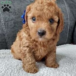 Bentley/Cavapoo									Puppy/Male	/7 Weeks,Meet sweet lil Bentley!! Family raised with lots of love well socialized with children and adults caring heart who will always be there comforting you with lots of love!! We have 3 children so our fur-babies get lots of attention! To schedule a visit contact Susan, im a at home mom so im pretty available! You would get along vet certificate, microchip numbers, health records, warranty that’s good for up to 1 year and a lil baggy food! 