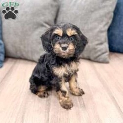Pepper/Cockapoo									Puppy/Male	/8 Weeks,Meet Pepper! Outgoing, inquisitive, playful and full of fun! Pepper is quite the little guy. Always the one to try out new things. Pepper is very intelligent and quick to comprehend. Sure to steal your heart!