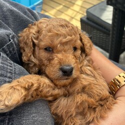 Adopt a dog:Beautiful Golden Cockapoo Puppies /Cockapoo/Female/Sex: Mixed Litter,We have a stunning litter of red/golden Cockapoo puppies looking for their forever homes. There are 3 boys and 1 girl available. ONE BOY AVAILABLE!