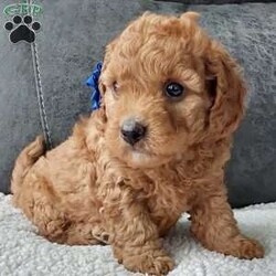 Bentley/Cavapoo									Puppy/Male	/7 Weeks,Meet sweet lil Bentley!! Family raised with lots of love well socialized with children and adults caring heart who will always be there comforting you with lots of love!! We have 3 children so our fur-babies get lots of attention! To schedule a visit contact Susan, im a at home mom so im pretty available! You would get along vet certificate, microchip numbers, health records, warranty that’s good for up to 1 year and a lil baggy food! 