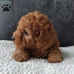 Bentley/Cavapoo									Puppy/Male	/7 Weeks,Meet sweet lil Bentley!! Family raised with lots of love well socialized with children and adults caring heart who will always be there comforting you with lots of love!! We have 3 children so our fur-babies get lots of attention! To schedule a visit contact Susan, im a at home mom so im pretty available! You would get along vet certificate, microchip numbers, health records, warranty that’s good for up to 1 year and a lil baggy food! 