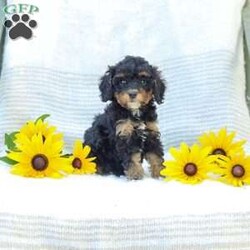 Krissy/Cavapoo									Puppy/Female	/8 Weeks,Making all your fluffy dreams come true, I am the softest, most cuddly, adorable Cavapoo Mix puppy around! How can you say no to my expressive, pleading puppy eyes and tiny, wagging tail? I am adored by the kind people who are raising me, spoiling me with endless love and attention. I am getting a family home style raising, so I am an excellent choice for people of all ages. I am started with potty training to make things easier for my new family. My favorite things to do are explore in the yard, cuddle for a little snooze, or anything that involves quality time with the people I love most. I will be a dedicated, loyal little puppy pal to you, always ready to comfort you when life gets a bit tough. Why live life without me when you can adopt me today! Before I join your family I will have already received my first vaccinations and deworming. I have had a check up with the vet already as well! Have I stolen your heart yet? Thank you so much for considering making me a new member of your family! My human family would be so pleased to hear from you and arrange a time to visit. My mother Jenny lives here too. She is a Cavapoo and weighs 12 Ibs. My father, Jeremy, is a 14 lbs., AKC registered Mini Poodle. Now that you know everything about me, give me a chance to get to know you! Call soon, I am so excited to meet my forever family! Call Sunset View Kennel #16190, please no text messages. Sunday calls will be returned on Monday. Shipping available!