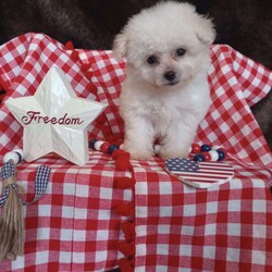 Callie/Bichon Frise									Puppy/Female	/May 13th, 2026