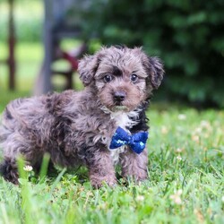 Jasmine/Yorkie Poo									Puppy/Male	/9 Weeks