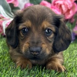 Adopt a dog:Herbie/Dachshund/Female/June 10, 2026,Hi, I'm Herbie! I'm a 6-week-old male Dachshund with a beautiful red coat, born on June 10. I'll be ready to go home to my forever family after August 12, once I'm grown enough to leave my litter. I'm AKC registered. I'm all set to bring my cheerful energy into your home.