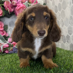 Adopt a dog:Nutmeg/Dachshund/Female/April 26, 2026,Hi, I'm Nutmeg! I'm a 12-week-old female Dachshund with a beautiful chocolate & tan coat, born on April 26. I am ready now to plan my trip to my forever family. I'm AKC registered. My vet says I'm growing strong and healthy, just waiting to play with my forever family.