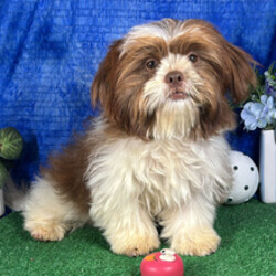Adopt a dog:Gilroy/Shih Tzu/Female/January 28, 2026,Hi, I'm Gilroy! I'm a 25-week-old male Shih Tzu with a beautiful liver & white coat, born on January 28. I am ready now to plan my trip to my forever family. Once I reach my adult size, I'm expected to weigh between 8–12 lbs. I'm ACA registered. I'm a curious pup who will make every day an adventure.