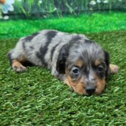 Adopt a dog:Trixie/Dachshund/Female/June 5, 2026,Hi, I'm Trixie! I'm a 6-week-old female Dachshund with a beautiful silver dapple coat, born on June 5. I'll be ready to go home to my forever family after July 31, once I'm grown enough to leave my litter. I'm AKC registered. I can't wait to make your home my forever playground.