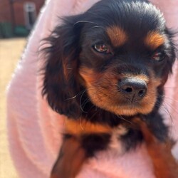 Cavalier King Charles /Cavalier King Charles Spaniel/Female/Sex: Mixed Litter,Omg we’re do I start we have 4 totally amazing puppies her who have the best temperament just like there mam Thelma our loving family pet they all have there own little personality’s and are just unbelievable mam has done the best job in bringing them up and they are a true credit to her they love play and cuddles and are true  little characters they have been vaccinated and flead and wormed aswell so are ready to go to the correct loving homes xxx
