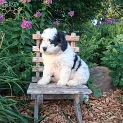Chief/Mini Bernedoodle									Puppy/Male	/May 19th, 2026,Meet our sweet natured friendly Lil Bernedoodles. They are well socialized by our children who take them all over the farm! Be it on wagon rides, stroller d rides or even nap time!!