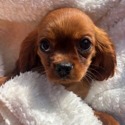 Cavalier King Charles /Cavalier King Charles Spaniel/Female/Sex: Mixed Litter,Omg we’re do I start we have 4 totally amazing puppies her who have the best temperament just like there mam Thelma our loving family pet they all have there own little personality’s and are just unbelievable mam has done the best job in bringing them up and they are a true credit to her they love play and cuddles and are true  little characters they have been vaccinated and flead and wormed aswell so are ready to go to the correct loving homes xxx