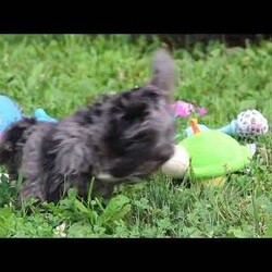 Jasmine/Yorkie Poo									Puppy/Male	/9 Weeks,Hi, my name is Jasmine, and I’m an absolutely adorable Yorkipoo puppy with a sweet personality and a heart full of love! I’m a happy little companion who loves discovering new places, learning fun things, and sharing every adventure with the people around me. Whether I’m chasing a toy, snuggling up for cuddles, or simply brightening your day with my playful personality, I’m always happiest when I’m surrounded by love. With my soft, fluffy coat, expressive puppy eyes, and irresistible Yorkipoo charm, I’m sure to capture your heart from the very first moment we meet. I can’t wait to fill my forever home with unconditional love, joyful memories, and plenty of puppy kisses!