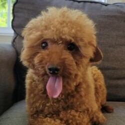 Jax/Toy Poodle									Puppy/Male	/June 12th, 2026,Meet Jax, a playful puppy who loves attention! He is solid, dark red in color. Up-to-date on vaccines and deworming and is being lovingly cared for. He is ACA registered and will be vet checked as well before going to his new home. He is the only puppy in the litter so he gets all the attention!