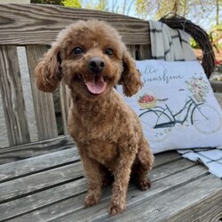 Jax/Toy Poodle									Puppy/Male	/June 12th, 2026,Meet Jax, a playful puppy who loves attention! He is solid, dark red in color. Up-to-date on vaccines and deworming and is being lovingly cared for. He is ACA registered and will be vet checked as well before going to his new home. He is the only puppy in the litter so he gets all the attention!