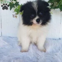 Mia/Pomeranian									Puppy/Female	/9 Weeks,Meet Mia! With her soft fluffy fur and lovable personality, she is sure to bring lots of happiness and love to your family! Mia is being family raised and is well socialized with children. She has been vet checked and is up-to-date on shots and deworming. For more information or to schedule a visit please call or text us anytime. 