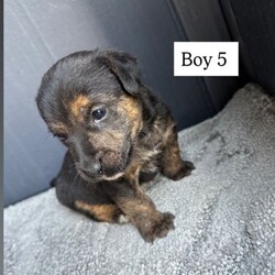 Jack Russell /Jack Russell/Female/Sex: Male,We have a beautiful litter of five Jack Russell boy puppies looking for loving new homes three are Black and Tan with white markings on there chest two are black with white markings on there chest 