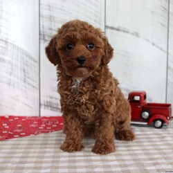 Wendy/Miniature Poodle									Puppy/Female	/8 Weeks,Wendy is a sweet red Mini Poodle girl who is ready to find her forever family! She was born June 15, 2026, to parents Comanche, a 7 lb sire, and Pansy, an 8 lb dam. Both parents have been genetically tested. Wendy currently weighs 2.5 lbs and is estimated to have an adult weight of 7–9 lbs. She is family raised and well socialized. Wendy has been vet checked and is up to date on all her shots and dewormer. She is AKA registered and comes with a 30 day health guarantee and a 1 year genetic health guarantee. This adorable little girl is ready to bring plenty of puppy kisses and companionship to her new home!