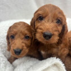 Adopt a dog:Cavapoo puppies/Cavapoo/Female/Sex: Mixed Litter,Welcome to these totally stunning beautiful Cavapoo puppies who are dark ruby red mam is a cavalier King Charles who has done the most amazing job in raising her babies to just be like her gentle in every way and loves cuddles and play they have the most amazing coats with beautiful curls which come from mam and dad . Dad is a miniature poodle who was red in colour and had the most amazing nature about him and with poodles being hypoallergenic and none shedding these coats and curls have to be seen to be believed they will be vaccinated and flead and wormed by the vet and microchipped and health checked aswell we can facilitate video calls and private viewings aswell they will leave with a puppy pack and a lifetime of support xxc