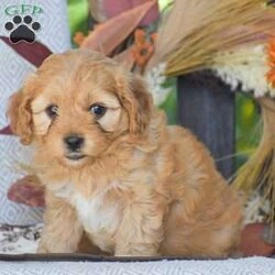 Arline – F1/Cavapoo									Puppy/Female	/June 21st, 2026,Looking for a Cockapoo puppy thats F1 generation!? To welcome into your family?! Look no further than these adorable puppies! We have 2 beautiful girl pups available in this litter. This litter is vet checked with all paperwork, shots & dewormer, 1 Year Health Guarantee & more! If your interested in learning more or you’d like to schedule an in person visit, give us a call today! The F1 Cavapoo dog breed is hypoallergenic and less shedding, great family personality dog breed!