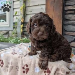 Coco/Cavapoo									Puppy/Female	/8 Weeks,Hello! My name is Coco,, I’m a sweet,outgoing and playful puppy who is looking for my furever home and will make you a great furever companion. 