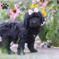 Issebelle/Newfypoo									Puppy/Female	/6 Weeks,Hi! My name is Issebelle, and I’m an adorable F1B Newfypoo puppy with a heart full of love and a personality that’s sure to make you smile. I love spending my days playing with my favorite toys, exploring everything around me, and soaking up all the attention I can get. After a day of fun, there’s nothing better than cuddling up for a cozy nap by your side. I’m friendly, gentle, and always excited to make new friends. With my fluffy coat, sweet expression, and affectionate nature, I’m sure to bring endless love, laughter, and happy memories to my forever family. I can’t wait to meet the special people who will welcome me home!