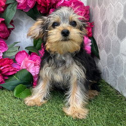 Acorn/Yorkshire Terrier/Female/April 28, 2026