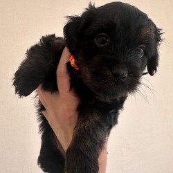 Cockapoo mix puppies/Cockapoo/Female/Sex: Male,Cockapoo mix with Norfolk Terrier. One boy & Three girls left . Five weeks old ..  ready for their forever home 29 th August. 