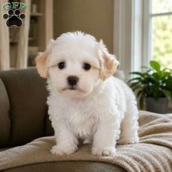 Lily/Maltipoo									Puppy/Female	/8 Weeks,are you looking for an awesome puppy ? This one would love to be your buddy !! Bred to bring joy and love to your life !!