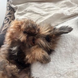 Adopt a dog:Georgeus Yorki boy for sale/Yorkshire Terrier/Female/Sex: Male,Here we have our beautiful Yorkshire terrier males they are fully wended from mummy now see the vet and received he’s vaccination fle treatment microchip and fully health check please call for detail