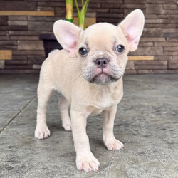 Adopt a dog:Brandi/French Bulldog/Female/May 13, 2026,Hi, I'm Brandi! I'm a 12-week-old female French Bulldog with a beautiful blue fawn coat, born on May 13. I am ready now to plan my trip to my forever family. Once I reach my adult size, I'm expected to weigh between 18–30 lbs. I'm AKC registered. I'm ready to bring my fluffy love and puppy kisses into your life.