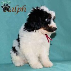 Ralph/Bernedoodle									Puppy/Male	/May 22nd, 2026,Male Bernedoodle puppy that is family raised and well socialized.  Both parnets are genetic health tested.   