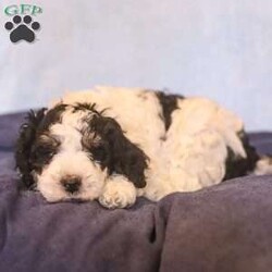 Eden/Mini Bernedoodle									Puppy/Female	/10 Weeks,Say hello to Eden! She is a totally adorable Mini Bernedoodle puppy! We estimate her to be around 45lbs full grown. You can find more info on our website for Dream Villa Pets!