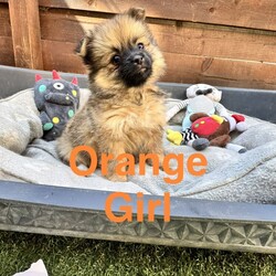 9  Beautiful Pomeranian Puppies – Ready for Their Forever Homes! /Pomeranian/Female/Sex: Mixed Litter,We are delighted to introduce our gorgeous litter of 9 Pomeranian puppies, born at the beginning of June and ready to leave for their forever homes from 1st August.