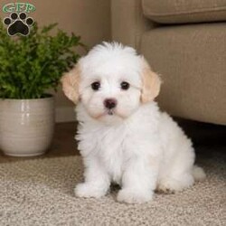 Lily/Maltipoo									Puppy/Female	/8 Weeks,are you looking for an awesome puppy ? This one would love to be your buddy !! Bred to bring joy and love to your life !!