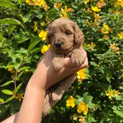 Adopt a dog:Beautiful Cockapoo Puppies/Cockapoo/Female/Sex: Mixed Litter,3 gorgeous Cockapoo babies left from a stunning litter out of our lovely family dog Margot.