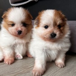 Adopt a dog: (1 girl and 3boys) Beautiful Pomeranian Puppie – THEY ARE READY TO LEAVE FROM AUGUST 28th /Pomeranian/Female/Sex: Mixed Litter,THEY ARE READY TO LEAVE FROM AUGUST 28th 2026   Beautiful Pomeranian Puppies –