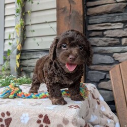 Coco/Cavapoo									Puppy/Female	/8 Weeks