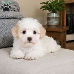 Lily/Maltipoo									Puppy/Female	/8 Weeks,are you looking for an awesome puppy ? This one would love to be your buddy !! Bred to bring joy and love to your life !!
