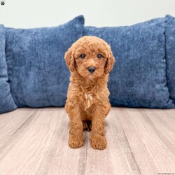 Zoey/Mini Goldendoodle									Puppy/Female	/8 Weeks,Meet Zoey! This sweet and adorable Mini Goldendoodle is looking for a forever family!