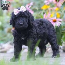 Issebelle/Newfypoo									Puppy/Female	/6 Weeks,Hi! My name is Issebelle, and I’m an adorable F1B Newfypoo puppy with a heart full of love and a personality that’s sure to make you smile. I love spending my days playing with my favorite toys, exploring everything around me, and soaking up all the attention I can get. After a day of fun, there’s nothing better than cuddling up for a cozy nap by your side. I’m friendly, gentle, and always excited to make new friends. With my fluffy coat, sweet expression, and affectionate nature, I’m sure to bring endless love, laughter, and happy memories to my forever family. I can’t wait to meet the special people who will welcome me home!