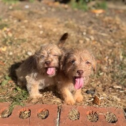 Adopt a dog:Miniature jackapoo puppies 2 little boys left /Jackapoo/Female/Sex: Male,My amazing girl has had a perfect litter of puppies. We have  2 boy
