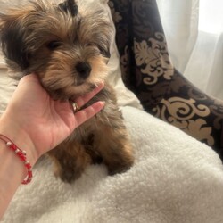 Adopt a dog:Georgeus Yorki boy for sale/Yorkshire Terrier/Female/Sex: Male,Here we have our beautiful Yorkshire terrier males they are fully wended from mummy now see the vet and received he’s vaccination fle treatment microchip and fully health check please call for detail
