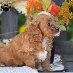 Doris – F1/Cavapoo									Puppy/Female	/June 24th, 2026,Looking for a Cavapoo puppy thats F1 generation!? To welcome into your family?! Look no further than these adorable puppies! We have an adorable little girl named Doris currently available; She is vet checked with all paperwork, shots & dewormer, 1 Year Health Guarantee & more! If your interested in learning more or you’d like to schedule an in person visit, give us a call today! The F1 Cavapoo dog breed is hypoallergenic and less shedding, great family personality dog breed!