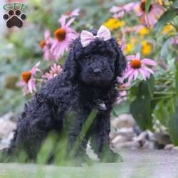 Issebelle/Newfypoo									Puppy/Female	/6 Weeks,Hi! My name is Issebelle, and I’m an adorable F1B Newfypoo puppy with a heart full of love and a personality that’s sure to make you smile. I love spending my days playing with my favorite toys, exploring everything around me, and soaking up all the attention I can get. After a day of fun, there’s nothing better than cuddling up for a cozy nap by your side. I’m friendly, gentle, and always excited to make new friends. With my fluffy coat, sweet expression, and affectionate nature, I’m sure to bring endless love, laughter, and happy memories to my forever family. I can’t wait to meet the special people who will welcome me home!