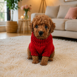 Adopt a dog:Kc registered toy poodles /Poodle/Female/Sex: Mixed Litter,Kc registered flea wormed 1st injection health checked as well as mum and dad puppy pack microchipped too ready to leave in 2 week